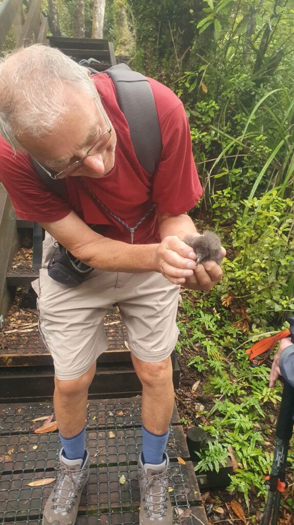 A Walking Legends guided hiking tour participant is allowed to hold a rare black petrel chick on the Aotea Track on Mt Hobson, Great Barrier Island, New Zealand
