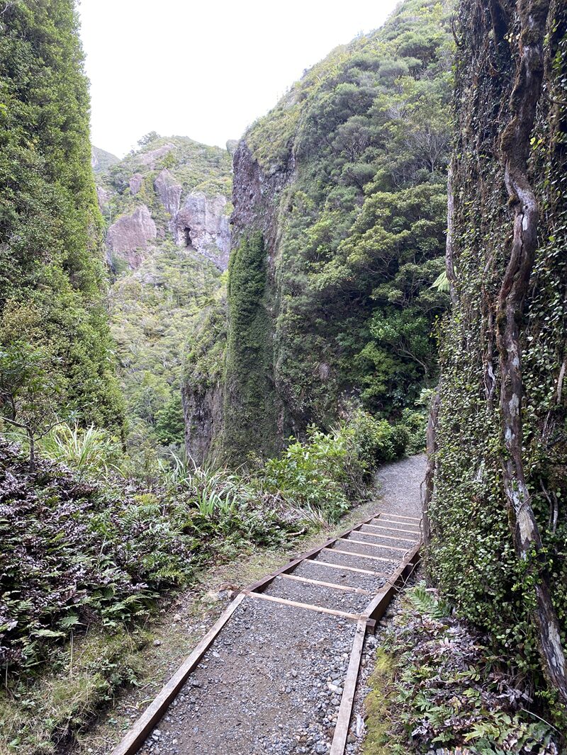 The mossy sheer faces of Windy Canyon, part of the Aotea Track on Great Barrier Island, New Zealand