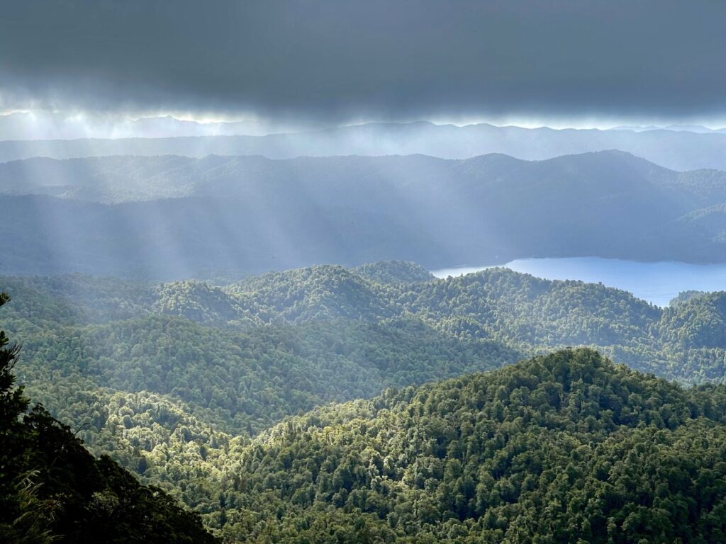 The thick dense forest of Te Urewera surrounds Lake Waikaremoana