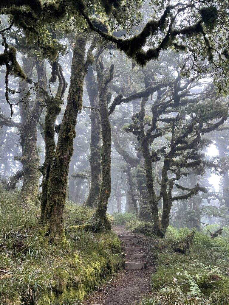 Cloud-forest in the Te Urewera area, surrounding Lake Waikaremoana, New Zealand