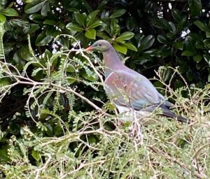 The Kereru, or NZ native woodpigeon, eats new kowhai leaves