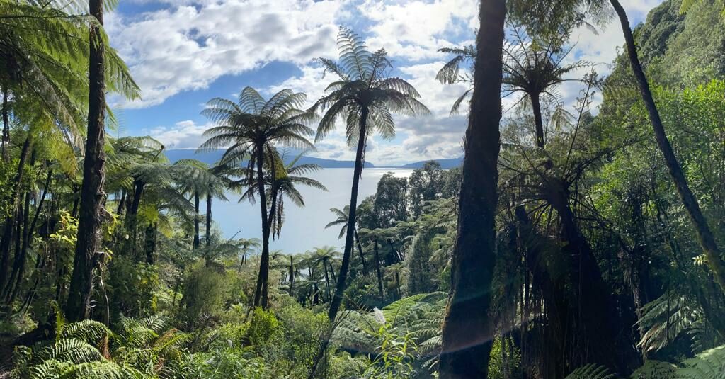 Lake Tarawera as seen through the bush canopy of native New Zealand cabbage trees