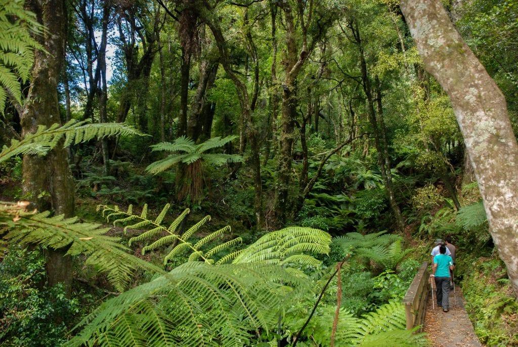 A hiker walks through dense fern forest in the Whirinaki Forest Park