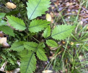 serrated leaf bush