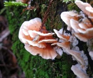 pink mushroom