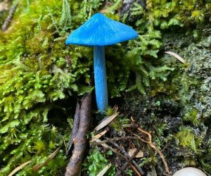 werewere kokako blue mushroom
